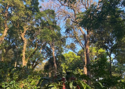 CAFE DE NOEL : INDE CHIKMALAGUR ATTIKAN