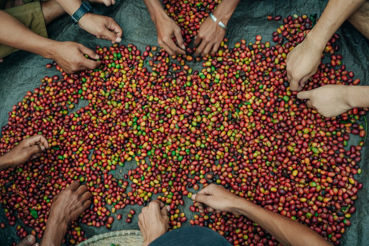 NOUVEAU CAFE DU MOMENT : INDONESIE SUMATRA - MERA